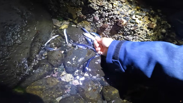 打ち上げられたカタクチイワシを手で捕まえる