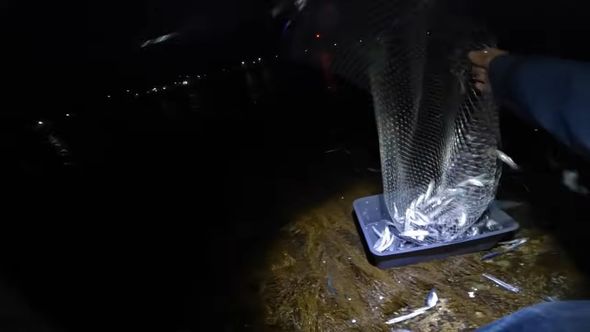 網で大量に捕まえたカタクチイワシ