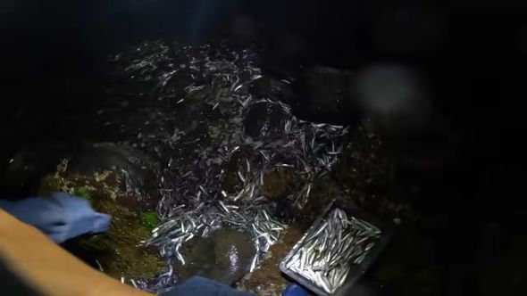 石の隙間を埋め尽くすほどに打ち上げられた無数のカタクチイワシ