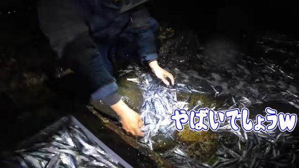 目の前がカタクチイワシだらけな状態