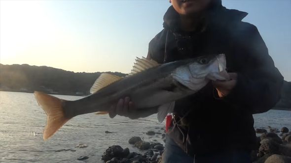 カタクチイワシを使って釣り上げたスズキ