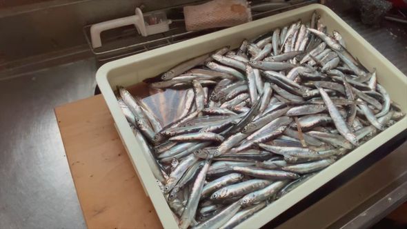箱いっぱいのカタクチイワシ