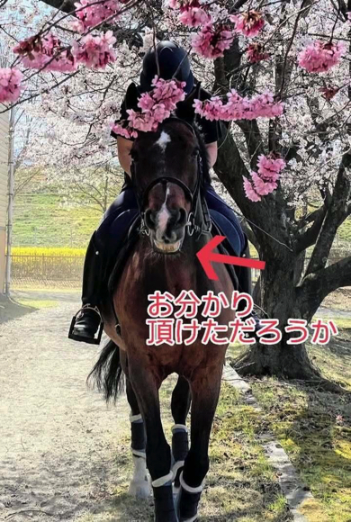 確信犯な馬の表情