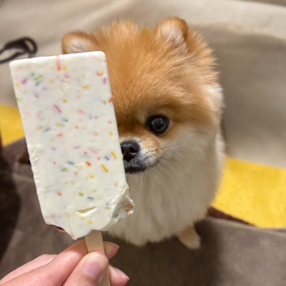 アイスとワンコの写真