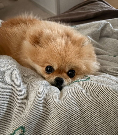 布団の上のワンコ