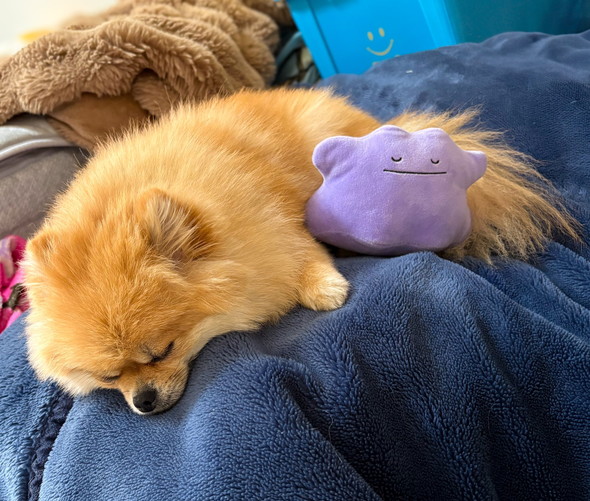 メタモンとワンコ