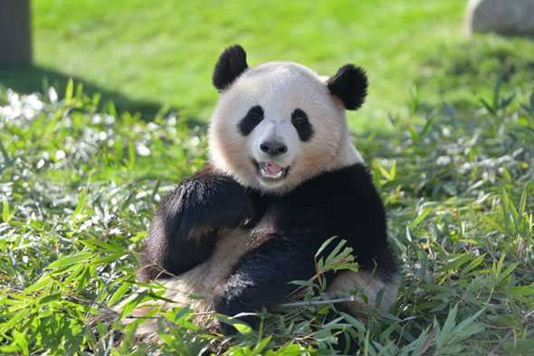 パンダ