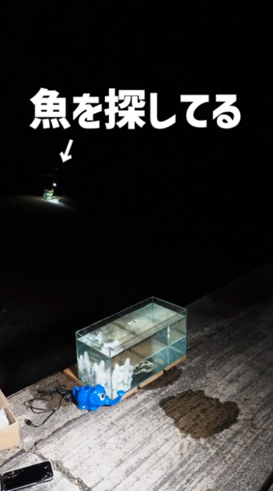 海 危険生物 ゴンズイ 捕獲 水槽 毒 アクアリウム