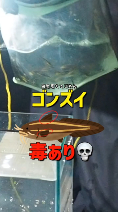 海 危険生物 ゴンズイ 捕獲 水槽 毒 アクアリウム