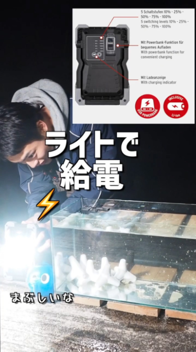 海 危険生物 ゴンズイ 捕獲 水槽 毒 アクアリウム