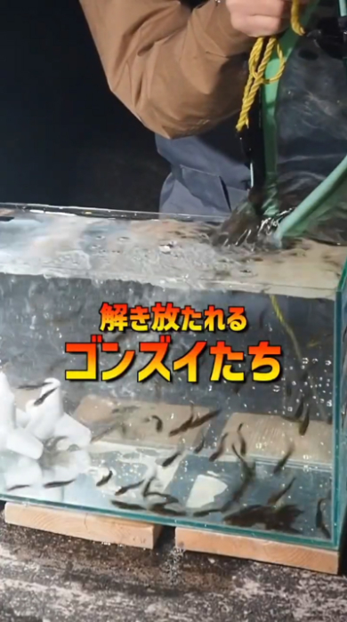 海 危険生物 ゴンズイ 捕獲 水槽 毒 アクアリウム