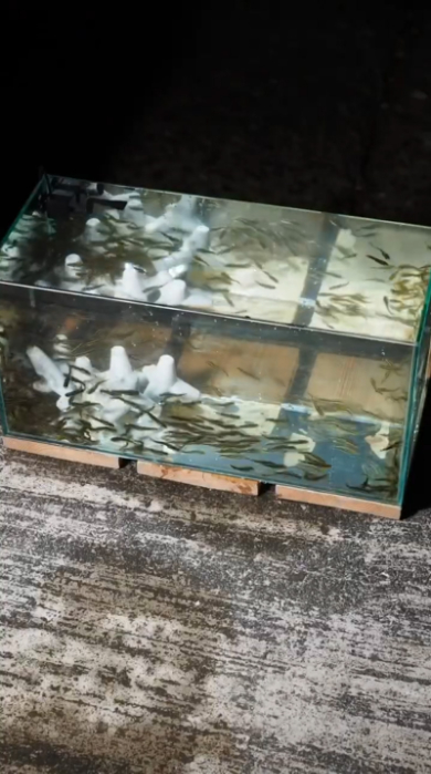 海 危険生物 ゴンズイ 捕獲 水槽 毒 アクアリウム