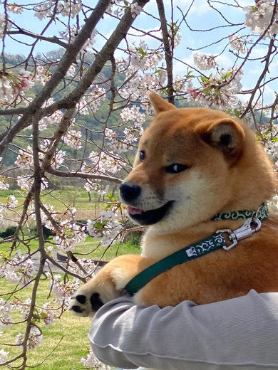 印象的な表情の柴犬