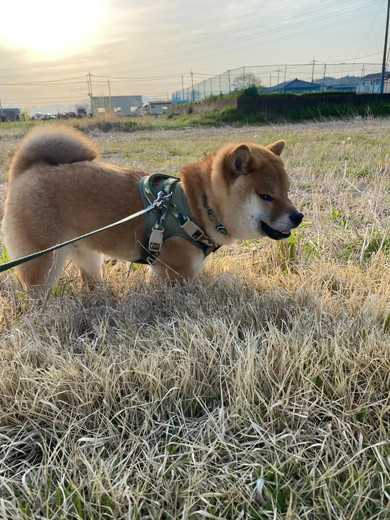 印象的な表情の柴犬