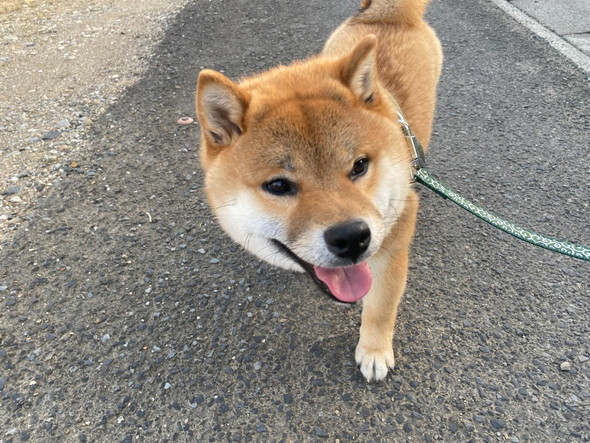 散歩中の柴犬