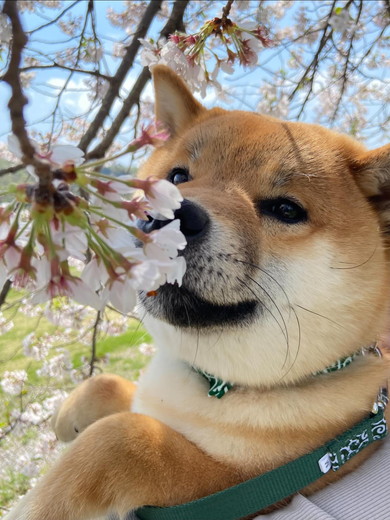 桜を楽しむ柴犬