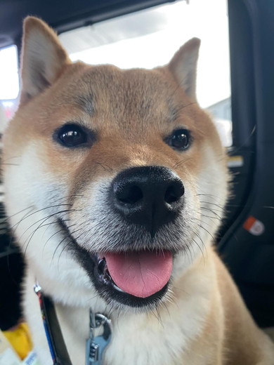 ニッコリ柴犬