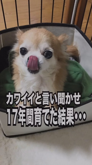 シニア世代のチワワのワンコ