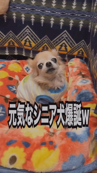 シニア世代のチワワのワンコ