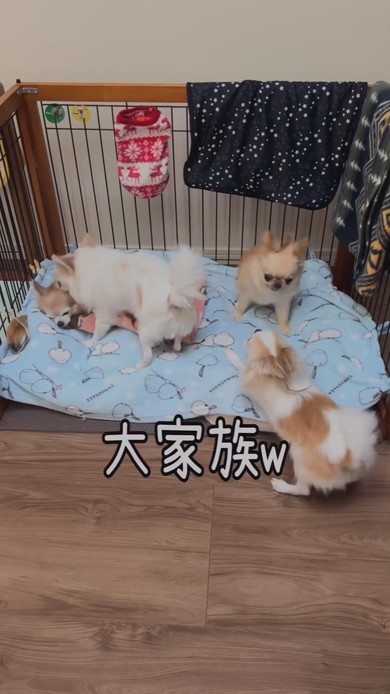 チワワのワンコたち