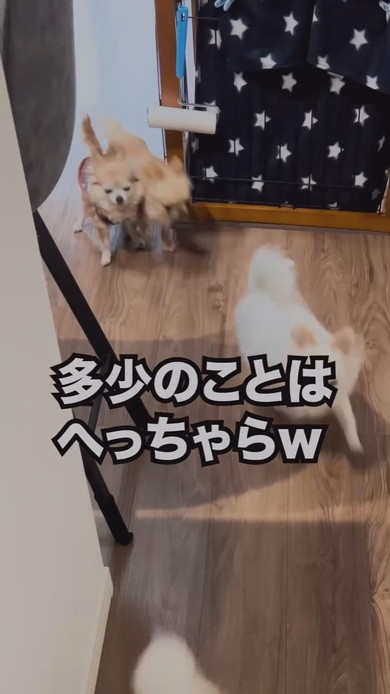 チワワのワンコたち