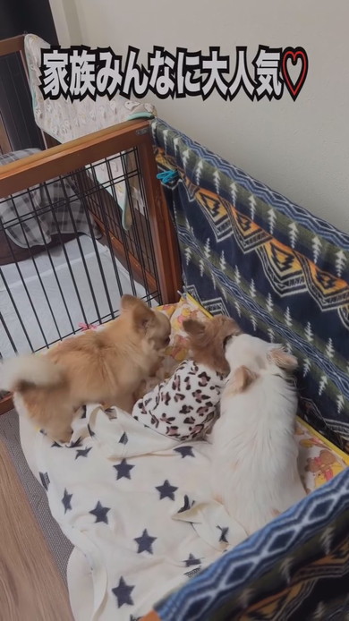 チワワのワンコたち