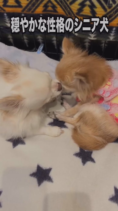 チワワのワンコ2匹