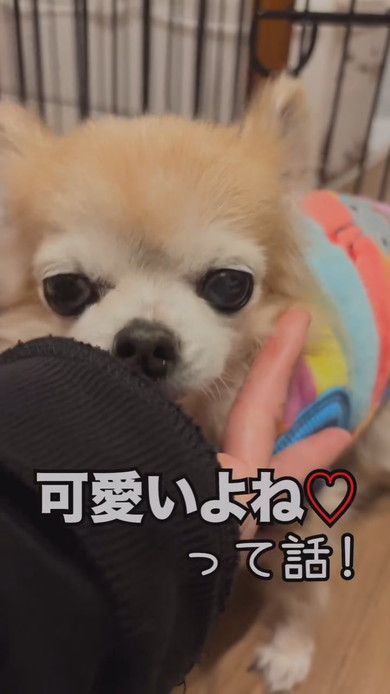 シニア世代のチワワのワンコ