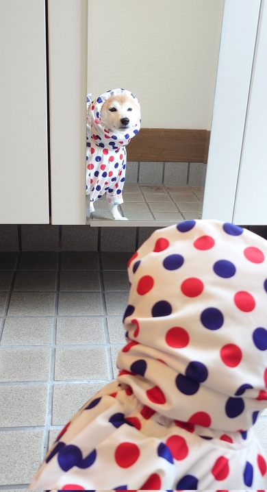 カッパを着た姿を鏡で見るワンコ
