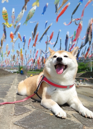カッパを着た姿を鏡で見るワンコ