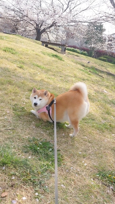 カッパを着た姿を鏡で見るワンコ