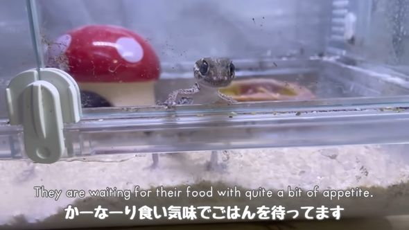 身を乗り出してごはんを待つソメワケササクレヤモリ