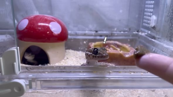 ごはんに気付いたソメワケササクレヤモリ