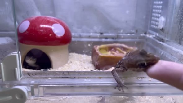 飼い主の指先のごはんに食いつくソメワケササクレヤモリ