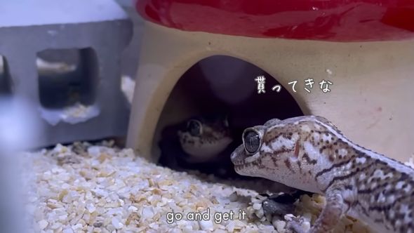 仲間に報告するかのような行動を取るソメワケササクレヤモリ