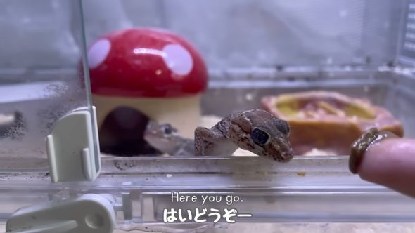 ごはんをもらおうとするもう1匹のソメワケササクレヤモリ