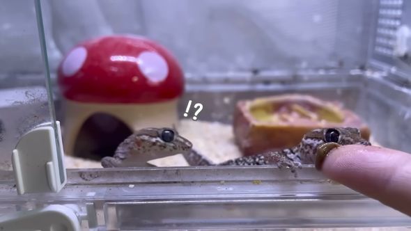 仲間のごはんを横取りするソメワケササクレヤモリ