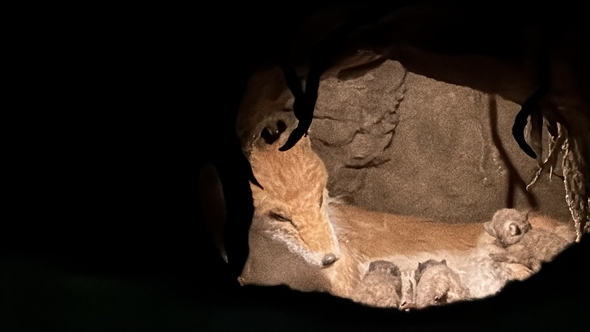 大阪 関西万博 攻略