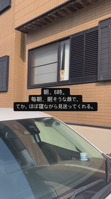 窓際で佇むワンコ