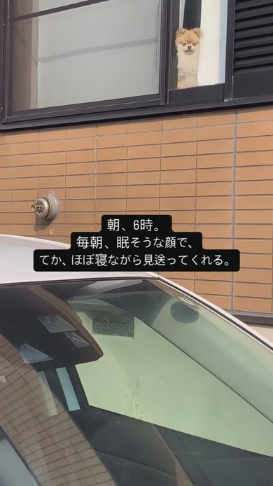 窓際で佇むワンコ