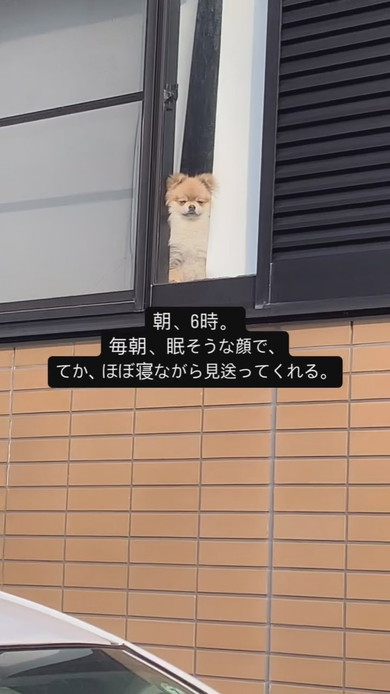 窓際で佇むワンコ