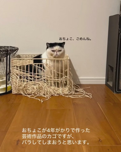 ボロボロのカゴに入っている猫ちゃん