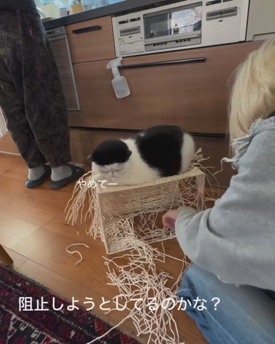 ボロボロのカゴに乗る猫ちゃん
