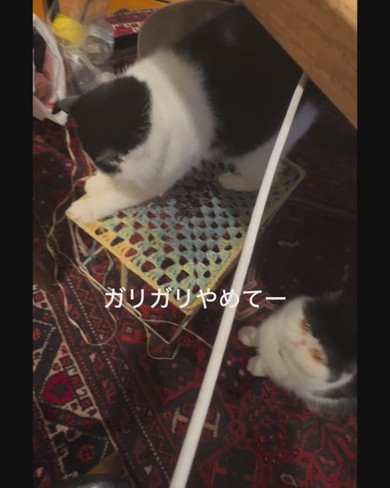 バリバリする猫ちゃん