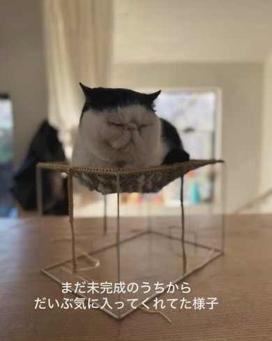 作りかけのハンモックで休む猫ちゃん