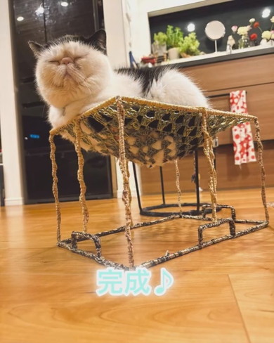 ハンモックで休む猫ちゃん