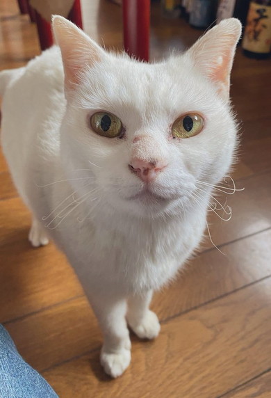 亡くなった愛猫が帰ってきたようなエピ