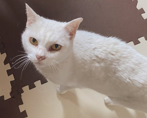 亡くなった愛猫が帰ってきたようなエピ