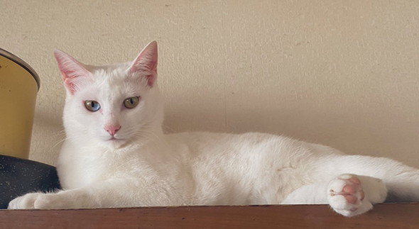 亡くなった愛猫が帰ってきたようなエピ