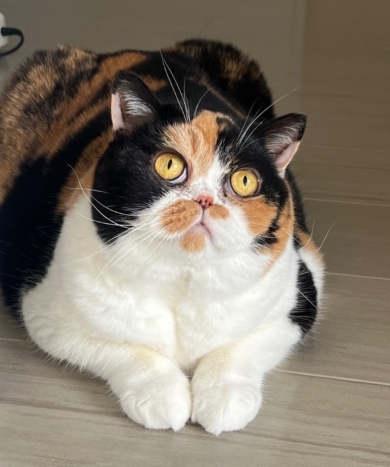 頭を押し付けすぎて溶けちゃった猫